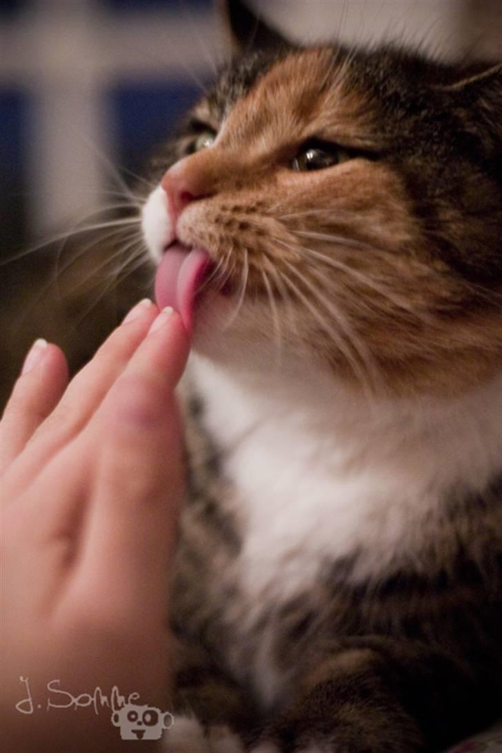 Huskat Míja  billede 6