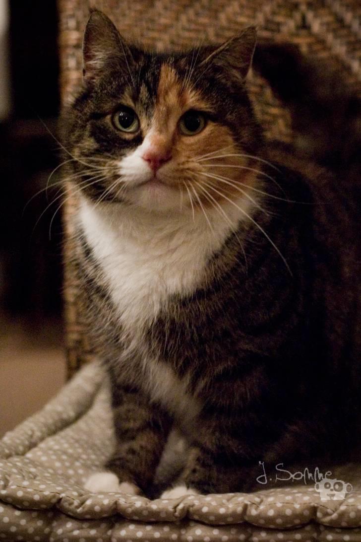 Huskat Míja  billede 7