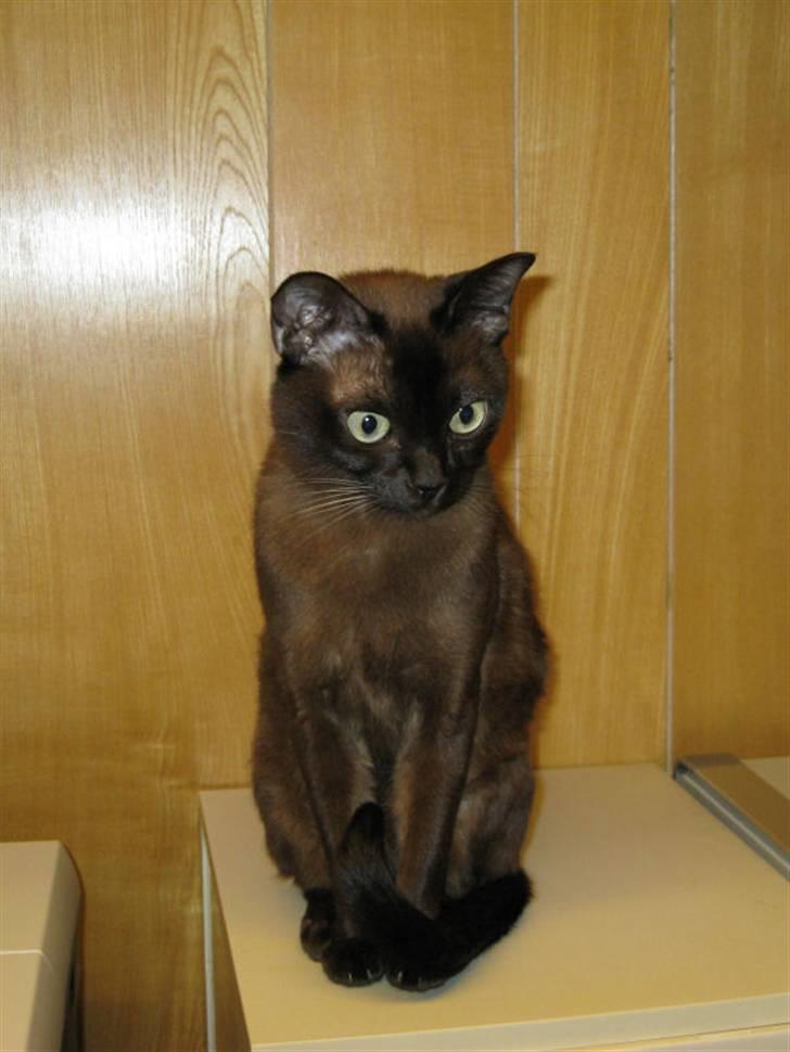 Burmeser Bianca - Bianca på kontoret billede 1