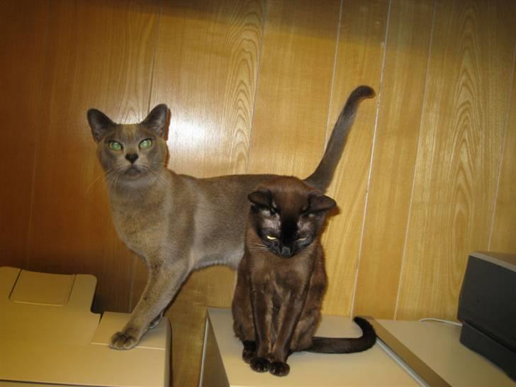 Burmeser Bianca - Bianca og Misti på kontoret 2008 billede 2