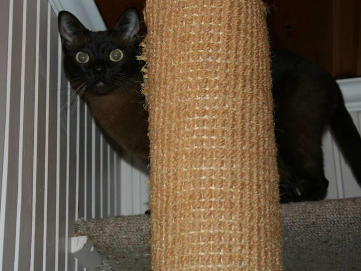 Burmeser Bianca - Gemmeleg bag kradsetræet 2005 billede 3