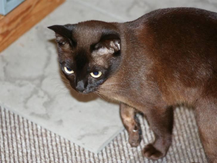 Burmeser Bianca - Bianca på lur billede 4