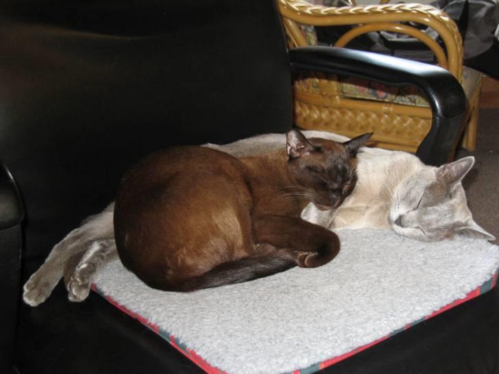 Burmeser Bianca - Bianca og Misti putter sig billede 5