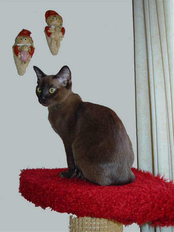 Burmeser Bianca - Bianca på sin udkigsplads ved køkkenvinduet billede 6