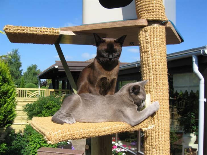 Burmeser Bianca - Bianca og Misti  leger i kattetræet i haven. billede 7