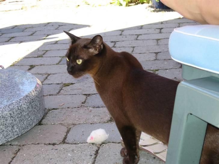 Burmeser Bianca - Bianca inspicerer haven billede 8