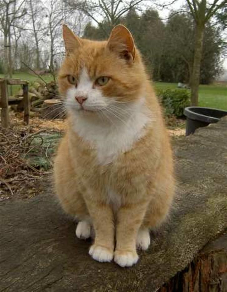 Huskat Fie R.I.P - 2004 billede 7