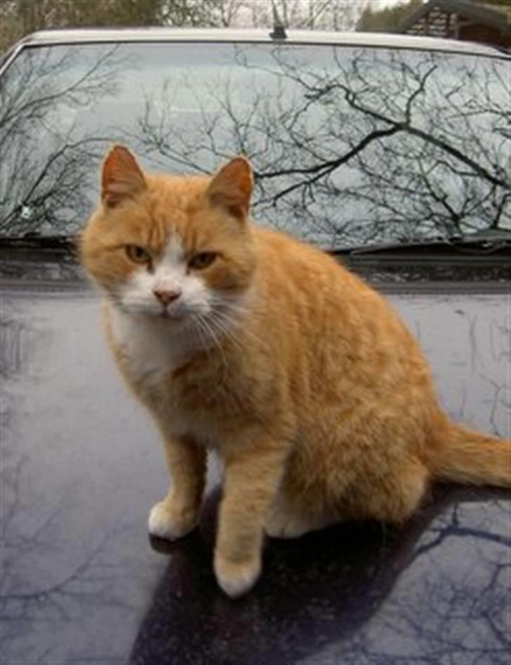 Huskat Fie R.I.P - 2004 billede 8