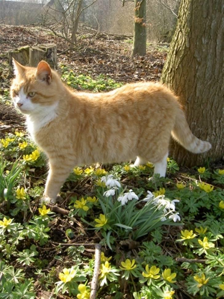 Huskat Fie R.I.P - 2004 billede 9