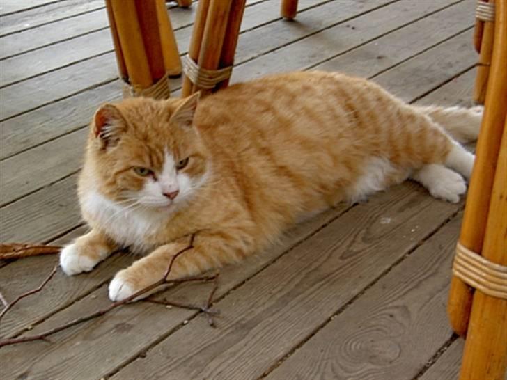 Huskat Fie R.I.P - 2004 billede 10