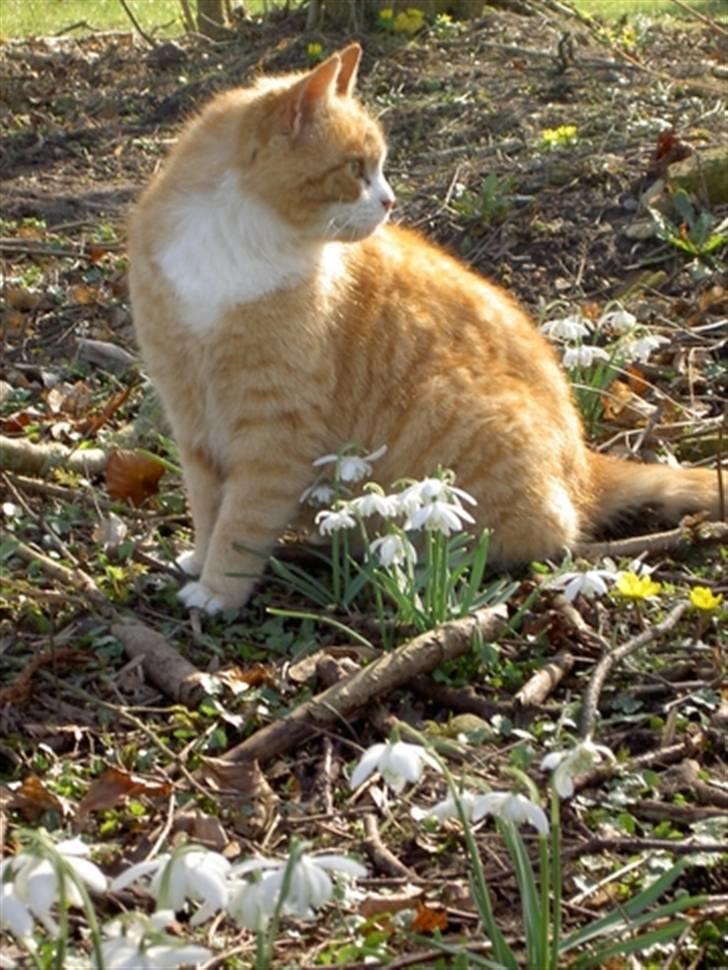 Huskat Fie R.I.P - 2004 billede 11