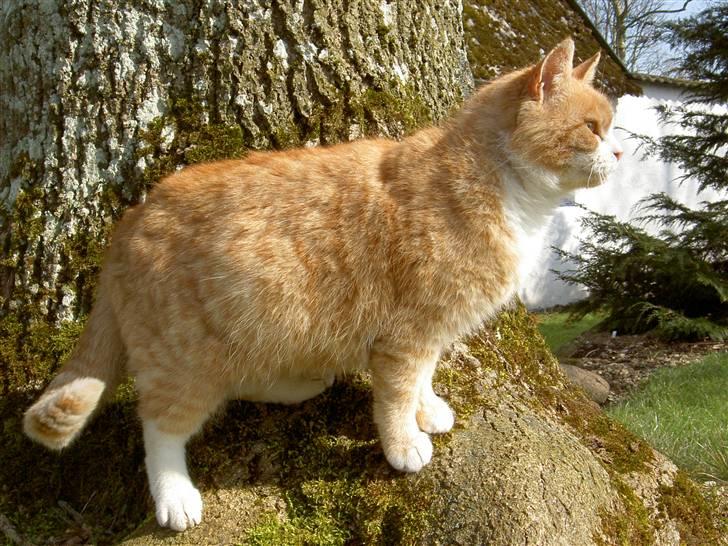 Huskat Fie R.I.P - 2004 billede 12