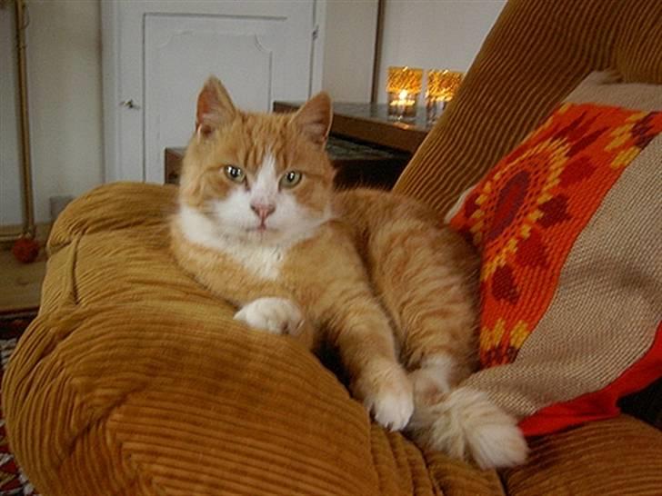 Huskat Fie R.I.P - hygge 2004 billede 13