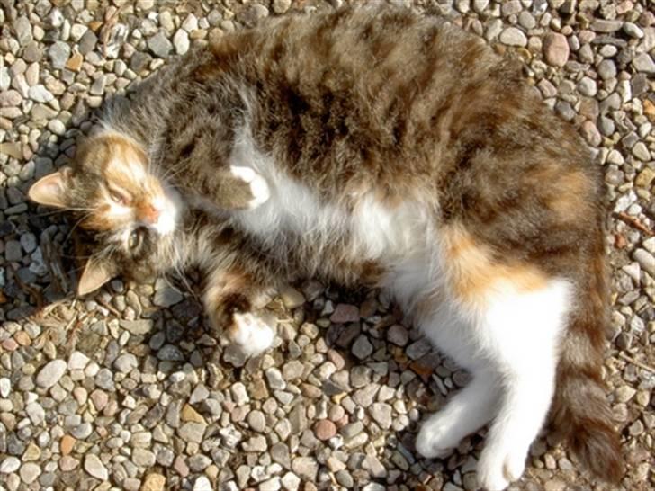 Huskat Míja  - 2005 billede 8