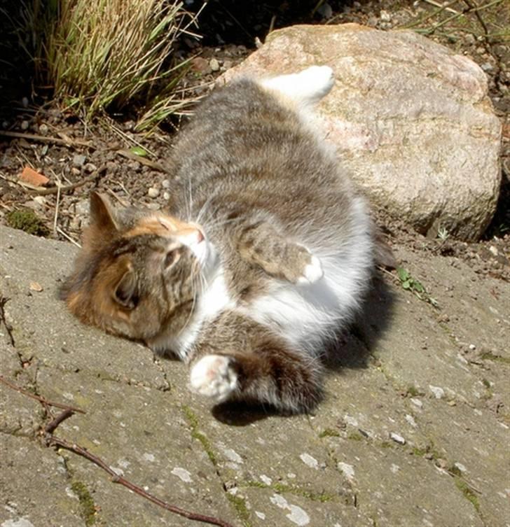 Huskat Míja  - 2005 billede 9