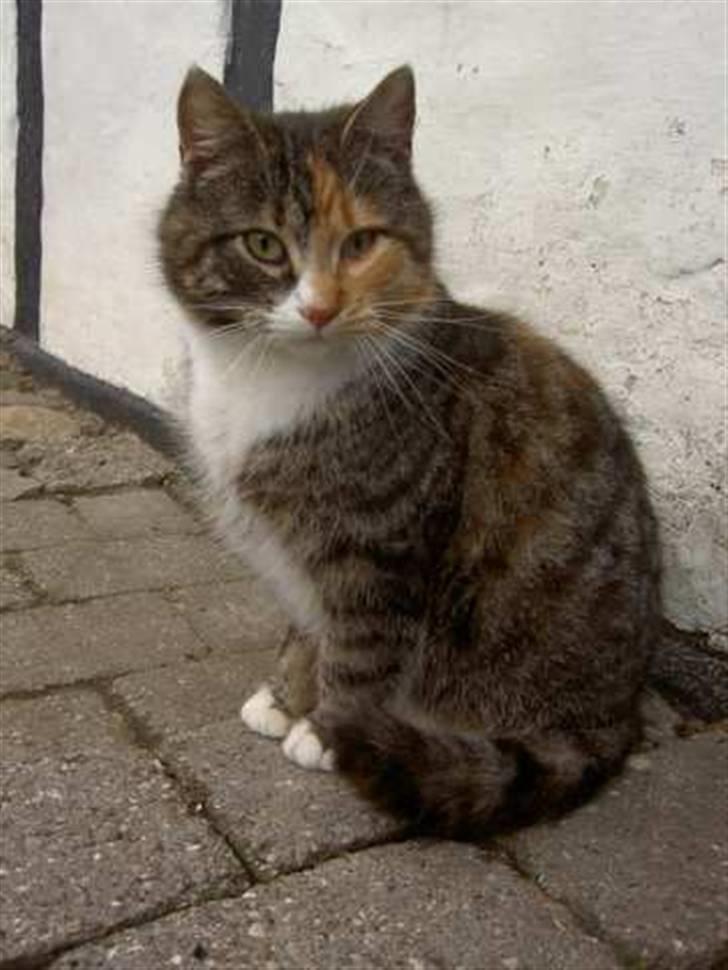 Huskat Míja  - 2005 billede 10