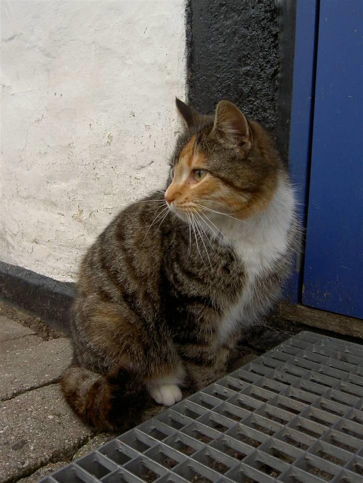 Huskat Míja  - 2005 billede 11