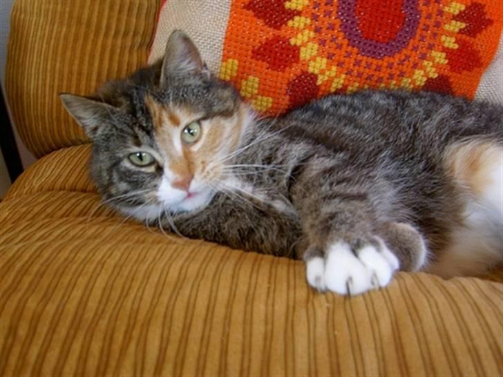 Huskat Míja  - 2005 billede 12