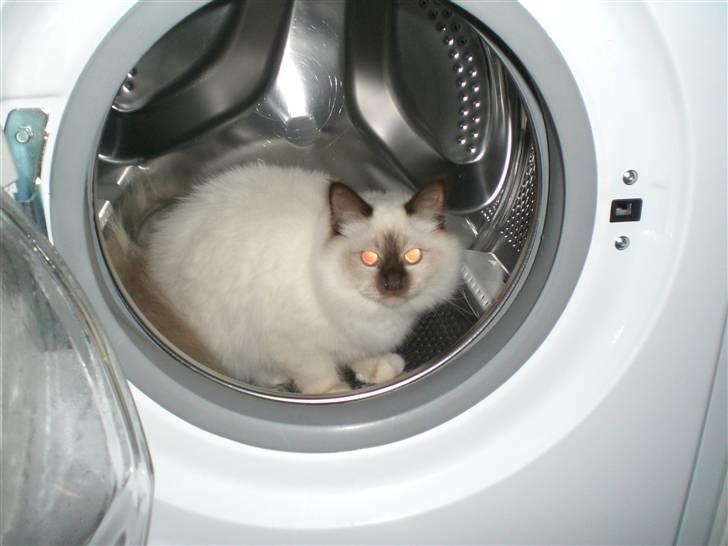 Hellig Birma Aggie - Store vaskedag. billede 12