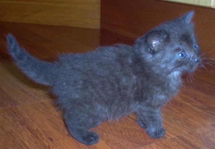 Blanding af racer Mis Lizzy billede 3