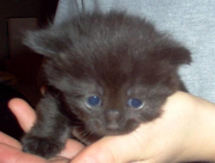 Blanding af racer Mis Lizzy billede 4