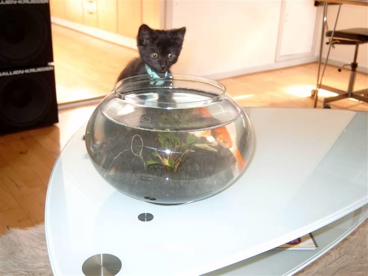 Blanding af racer Mis Lizzy billede 5