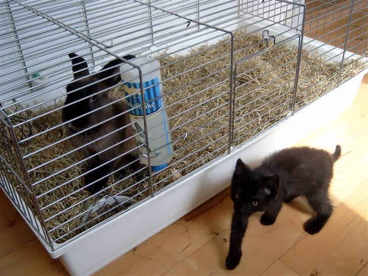 Blanding af racer Mis Lizzy billede 6