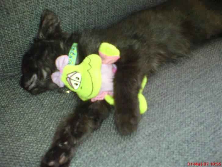 Blanding af racer Mis Lizzy billede 7