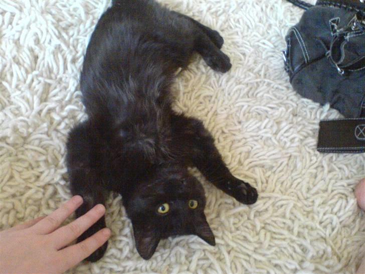 Blanding af racer Mis Lizzy billede 8