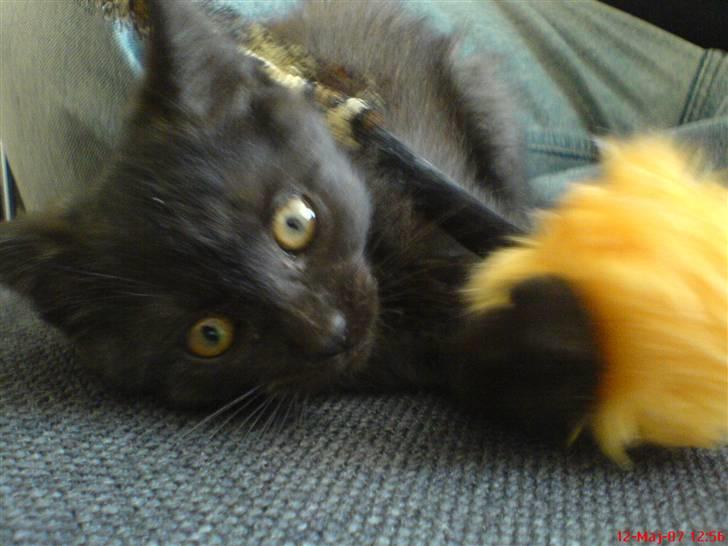 Blanding af racer Mis Lizzy billede 9