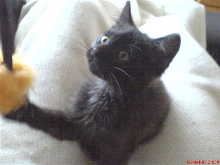 Blanding af racer Mis Lizzy billede 10