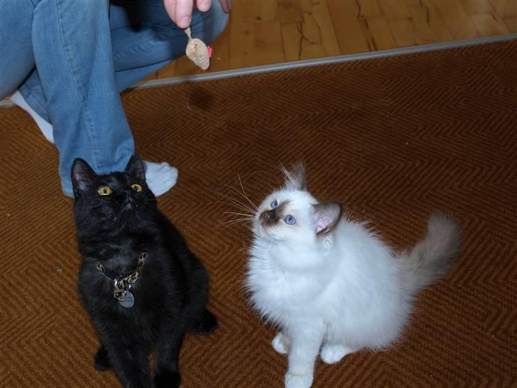 Blanding af racer Mis Lizzy billede 11