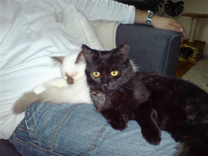 Blanding af racer Mis Lizzy billede 12