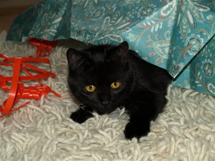 Blanding af racer Mis Lizzy billede 13