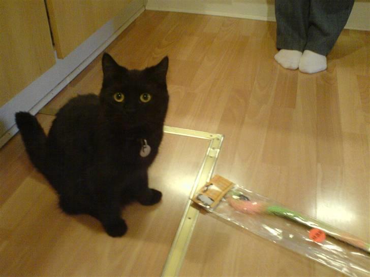 Blanding af racer Mis Lizzy billede 14