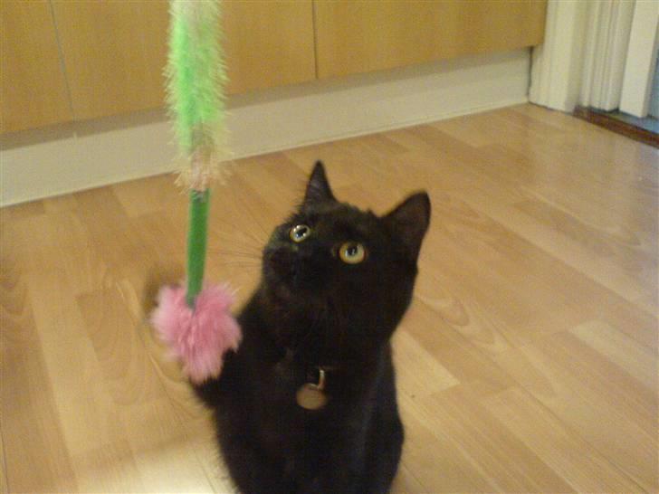 Blanding af racer Mis Lizzy billede 15