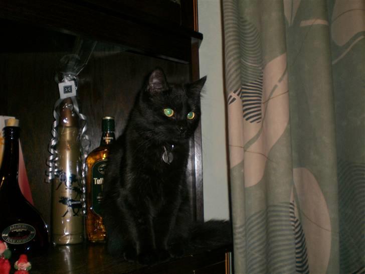 Blanding af racer Mis Lizzy billede 16