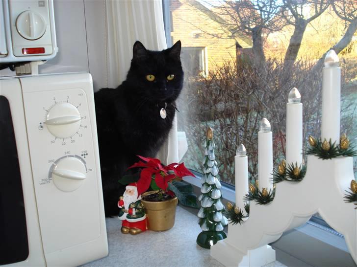 Blanding af racer Mis Lizzy billede 17