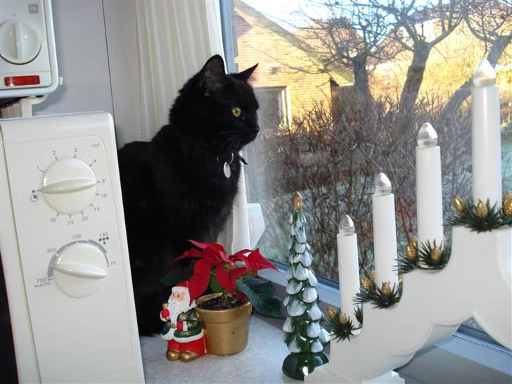 Blanding af racer Mis Lizzy billede 18