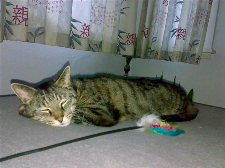 Huskat Magnus/Missen<3 - Dagen hvor Missen kom hjem fra dyrlægen. billede 16