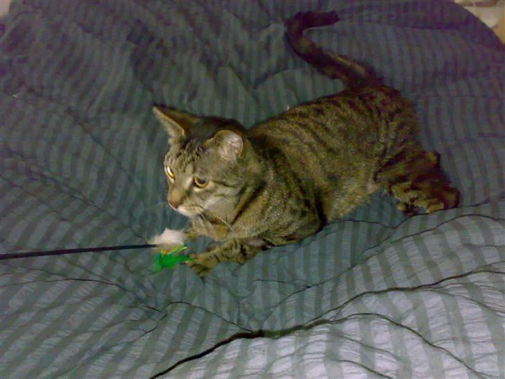 Huskat Magnus/Missen<3 - Dagen hvor Missen kom hjem fra Dyrlægen. billede 17