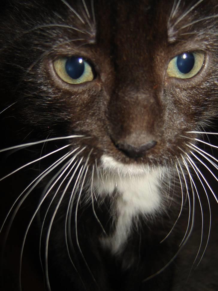 Blanding af racer Sif billede 1