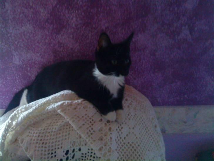 Blanding af racer Sif billede 2