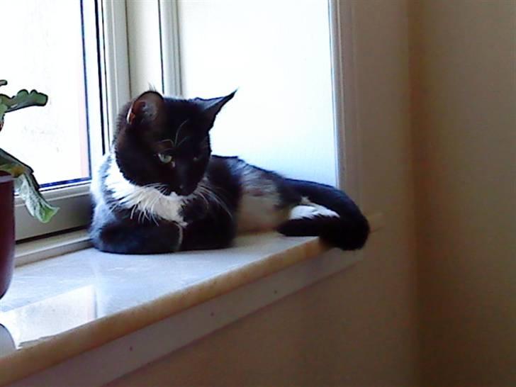 Blanding af racer Sif billede 3