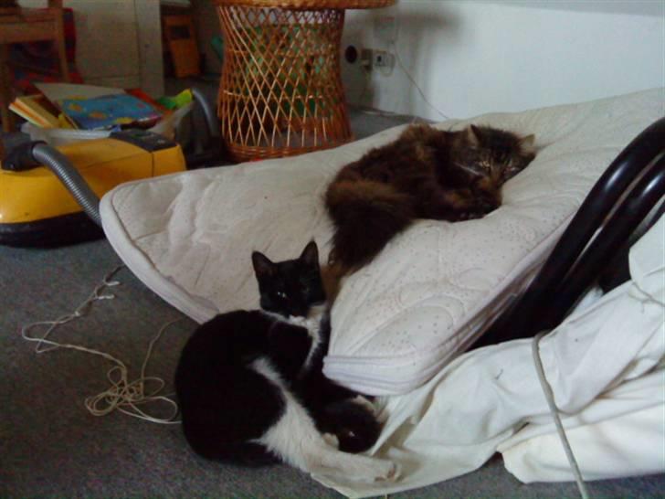 Blanding af racer Sif billede 4