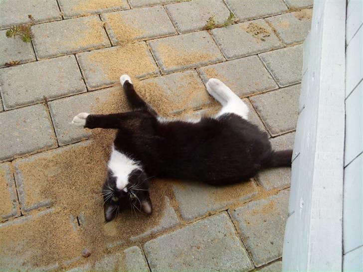 Blanding af racer Sif billede 5