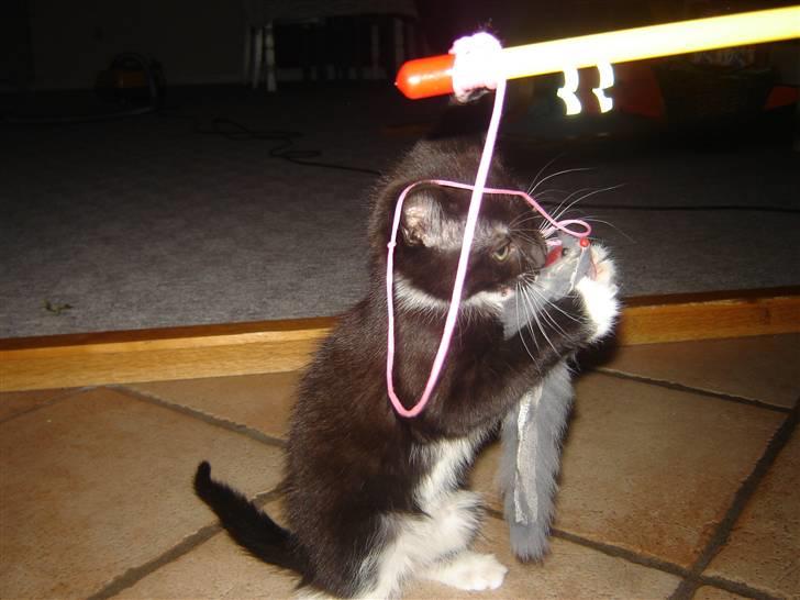 Blanding af racer Sif billede 6