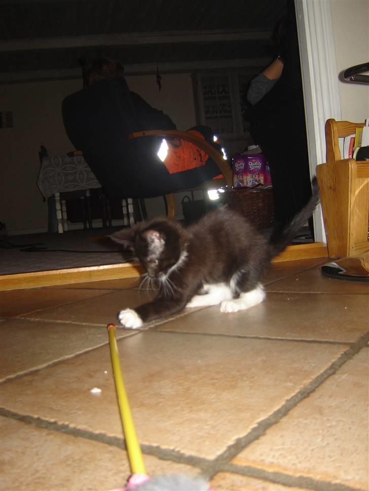 Blanding af racer Sif billede 7