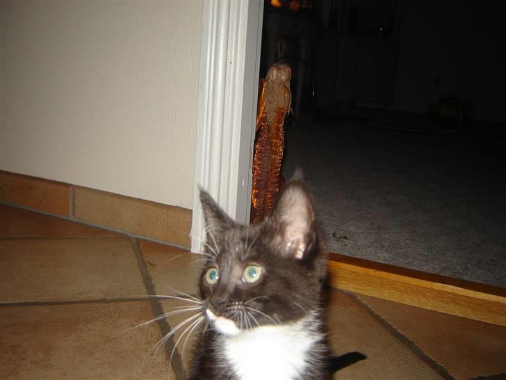 Blanding af racer Sif billede 8