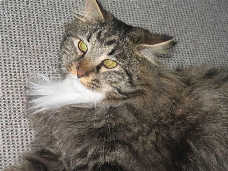 Norsk Skovkat Basse dreng billede 1